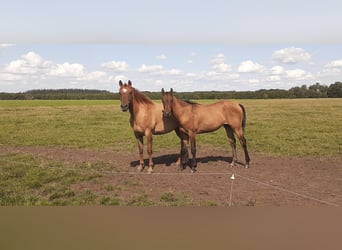 Curly horse, Mare, 2 years, 15.2 hh, Red Dun