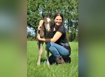 Curly horse, Mare, 3 years, 13.2 hh, Black