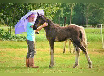 Curly horse, Mare, 3 years, 13.2 hh, Black