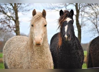 Curly horse, Mare, 3 years, 13.2 hh, Black