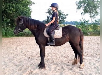 Curly horse, Mare, 3 years, 13.2 hh, Black
