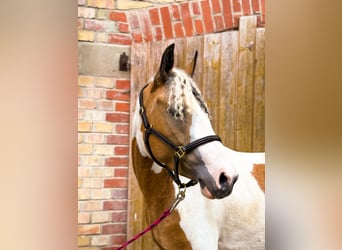 Curly horse Mix, Mare, 3 years, 13,3 hh, Pinto