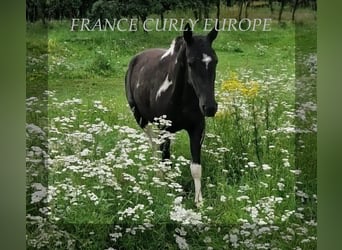 Curly horse, Mare, 3 years, 14,2 hh, Black