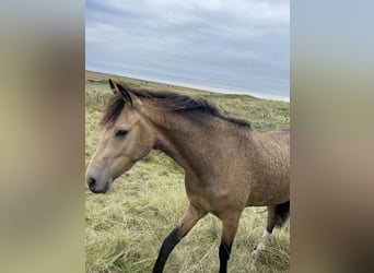 Curly horse, Mare, 3 years, 14.2 hh, Buckskin