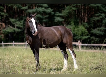 Curly horse, Mare, 3 years, 15.2 hh, Smoky-Black