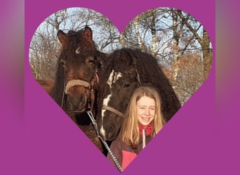 Curly horse, Mare, 4 years, 13.2 hh, Black