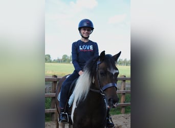 Curly horse, Mare, 4 years, 13,2 hh, Tobiano-all-colors