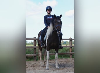 Curly horse, Mare, 4 years, 13,2 hh, Tobiano-all-colors