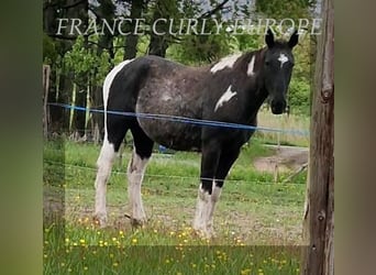 Curly horse, Mare, 4 years, 14,2 hh, Black