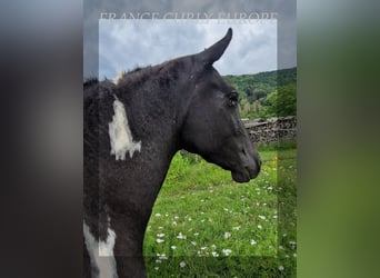 Curly horse, Mare, 4 years, 14,2 hh, Black