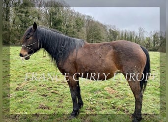 Curly horse, Mare, 5 years, 14.1 hh, Bay-Dark