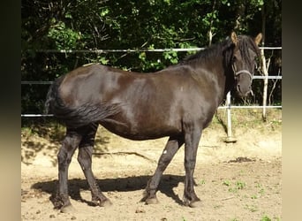 Curly horse, Mare, 6 years, 13.1 hh, Black