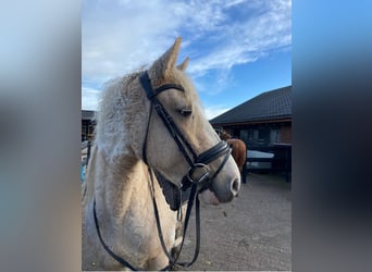 Curly horse, Mare, 6 years, 14.2 hh, Overo-all-colors