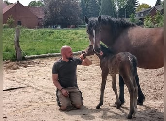 Curly horse, Mare, 6 years, 14.3 hh, Brown