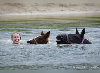 Curly horse, Mare, 6 years, 14,1 hh, Black