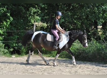 Curly horse Mix, Mare, 7 years, 12.2 hh, Pinto