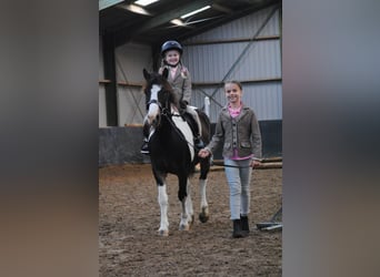 Curly horse Mix, Mare, 7 years, 12.2 hh, Pinto