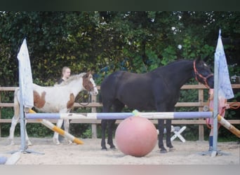 Curly horse, Mare, 7 years, 14.1 hh, Black