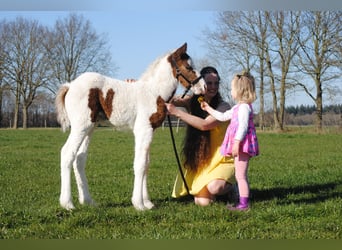 Curly horse, Mare, 7 years, 14,1 hh, Black