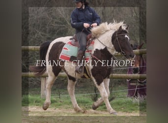 Curly horse, Mare, 7 years, 15.1 hh, Bay-Dark