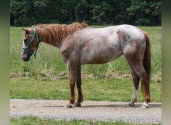 Curly horse, Mare, 7 years, 15 hh, Chestnut-Red