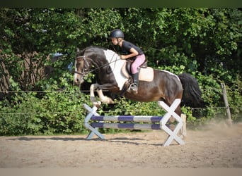 Curly horse, Mare, 8 years, 12.2 hh, Pinto
