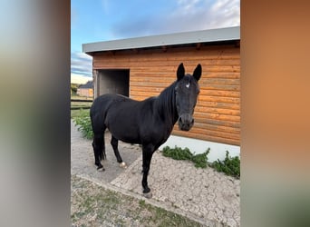 Curly horse, Mare, 8 years, 14.1 hh, Black