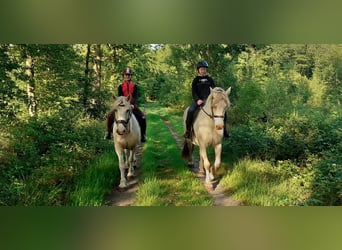 Curly horse, Mare, 8 years, 14.2 hh, Palomino