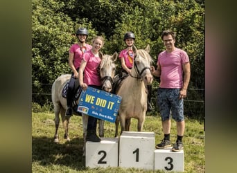 Curly horse, Mare, 8 years, 14.2 hh, Palomino