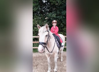 Curly horse, Mare, 8 years, 14.2 hh, Palomino