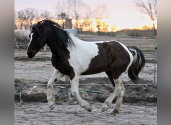 Curly horse, Mare, 8 years, 15.1 hh, Pinto