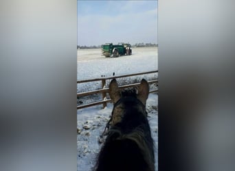 Curly horse, Mare, 8 years, 15.2 hh, Dun