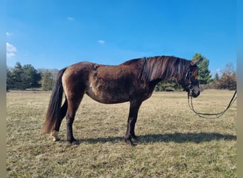 Curly horse Mix, Mare, 9 years, 13.1 hh, Dun