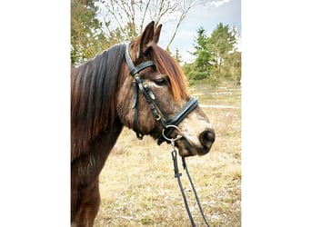 Curly horse Mix, Mare, 9 years, 13,1 hh, Dun
