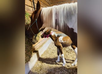 Curly horse Mix, Mare, Foal (01/2023), 14.2 hh, Pinto