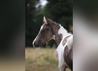 Curly horse, Mare, Foal (04/2024), 14.3 hh, Tobiano-all-colors