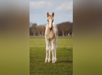 Curly horse, Mare, Foal (03/2026), 15.2 hh, Dun