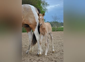Curly horse, Mare, Foal (05/2023), 15.2 hh, Palomino