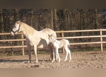 Curly horse, Mare, Foal (03/2026), 15,2 hh, Dun
