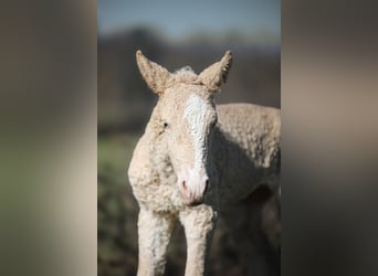 Curly horse, Mare, , Champagne
