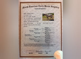 Curly horse Mix, Mare, Foal (05/2026), Palomino