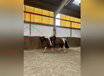 Curly Horse, Merrie, 11 Jaar, 158 cm, Gevlekt-paard