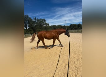 Curly Horse, Merrie, 11 Jaar, 166 cm, Vos