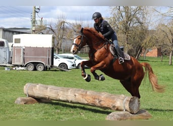 Curly Horse, Merrie, 11 Jaar, 166 cm, Vos