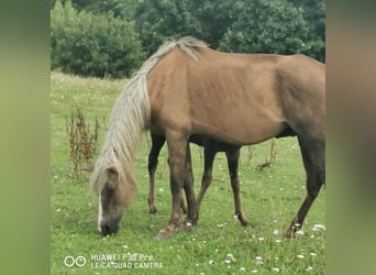 Curly Horse, Merrie, 13 Jaar, 145 cm