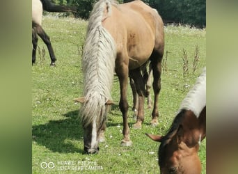 Curly Horse, Merrie, 13 Jaar, 145 cm