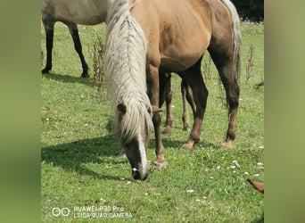 Curly Horse, Merrie, 13 Jaar, 145 cm