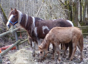 Curly Horse, Merrie, 13 Jaar, 150 cm, Gevlekt-paard