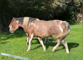 Curly Horse, Merrie, 14 Jaar, 155 cm, Tobiano-alle-kleuren