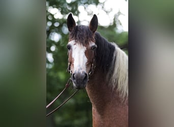 Curly Horse, Merrie, 14 Jaar, 155 cm, Tobiano-alle-kleuren